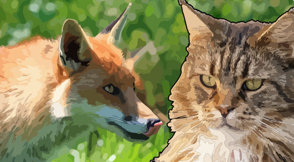 Сказки про кота и лису