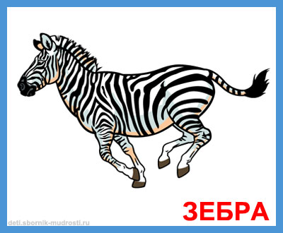 зебра - дикие животные